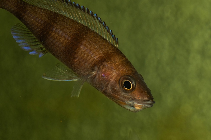 Paracyprichromis sp. 'ammelrooyi' Ikola